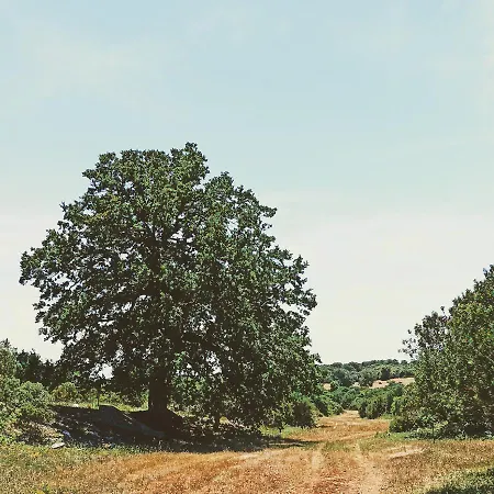 Masseria Lojazzo לינה וארוחת בוקר *